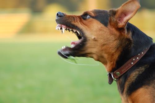 Aggressive dog. Concept of Mordeduras de Perro