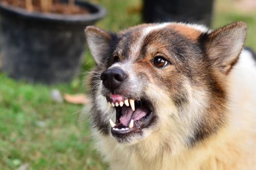 A dog aggressively barring its teeth. Contact a dog bite attorney in Nueva York City.