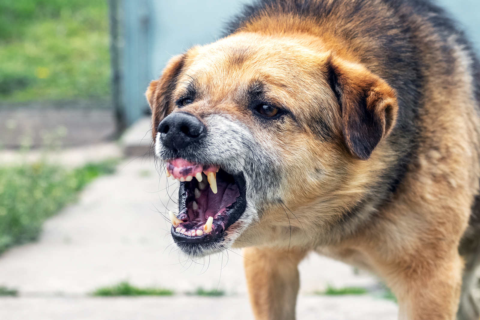 What You Need To Know About Nueva York Dog Bite Laws - Cellino Legal