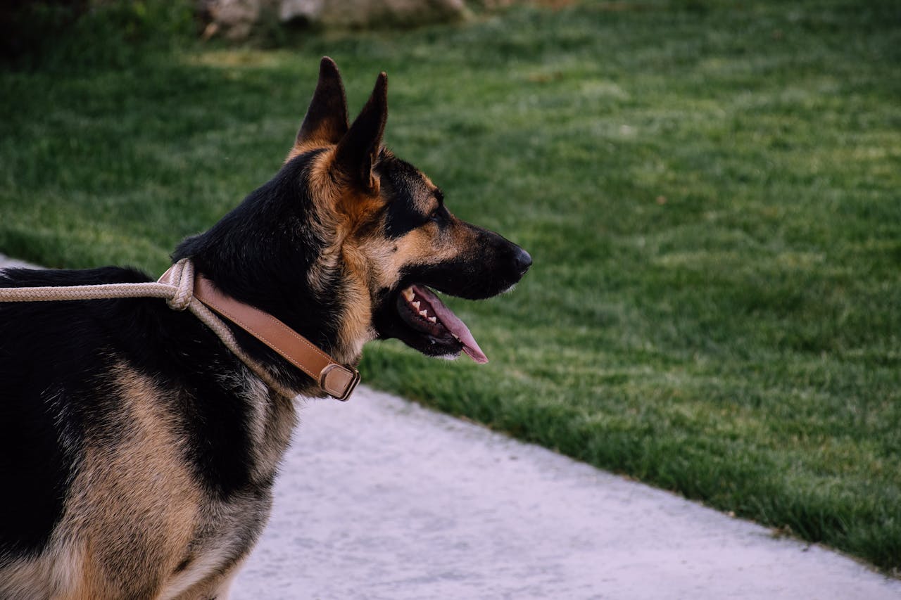 dog bite lawyer